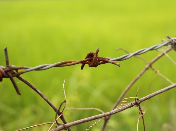 Alambre de púas —  Fotos de Stock