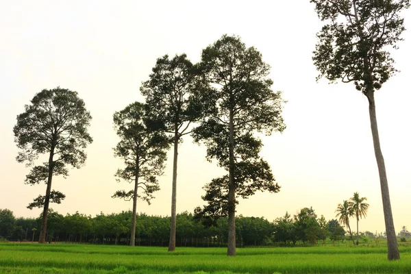 Wielkie drzewo w ryżowym polu — Zdjęcie stockowe