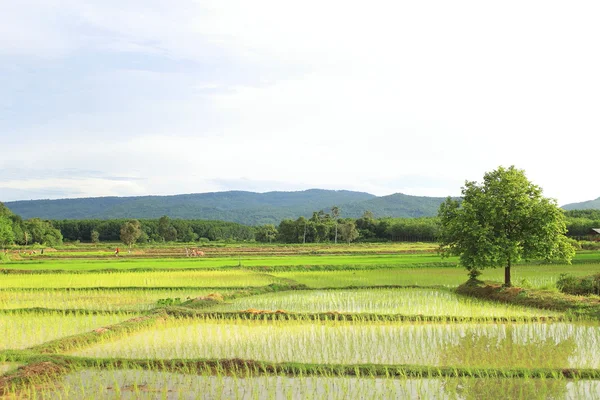 Feld von Reis — Stockfoto