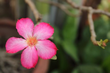 çöl gül pembe türler var