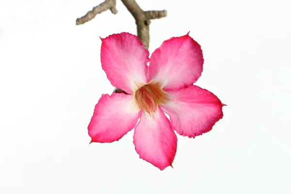 Rosa fiore del deserto rosa su sfondo bianco — Foto Stock