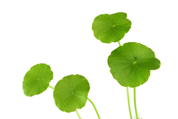 Erva verde Centella asiatica de zonas húmidas — Fotografia de Stock