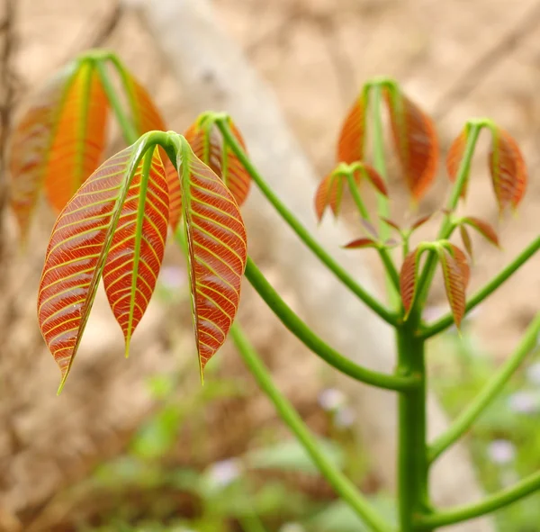 Seeding rubber tree Royalty Free Stock Photos