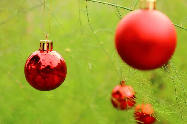 Boule de Noël accrochée au pin — Photo
