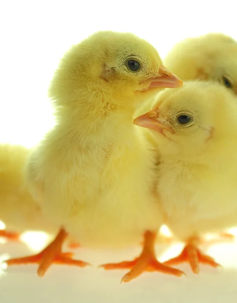 Chicks standing on white background — Stock Photo, Image