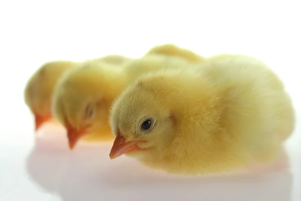 La bugia pulcino giallo su sfondo bianco — Foto Stock