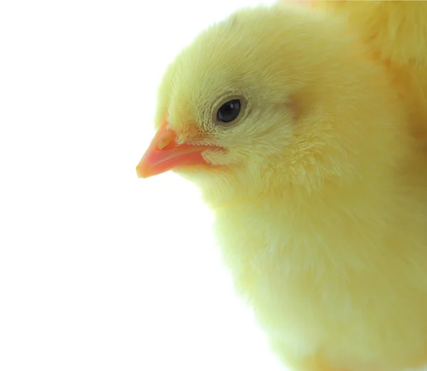 Chick for experimental Stock Photo