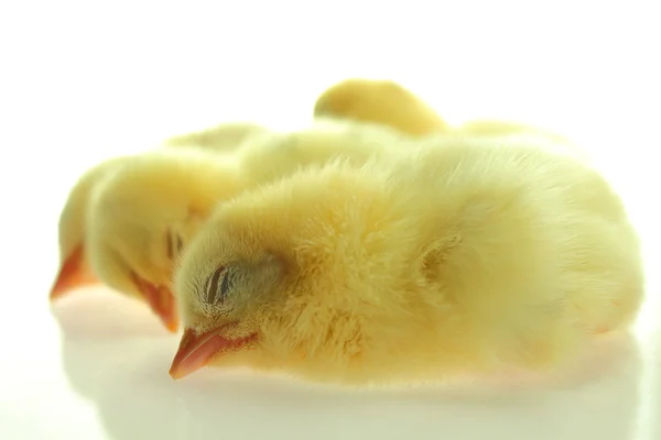 Chick sleeping on white background Royalty Free Stock Images
