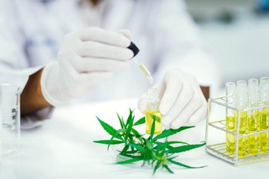 Laboratuvardaki bilim adamı bir marihuana bitkisinden çıkarılan cbd yağını test ediyor. Tıbbi esrar kaynaklı sağlık eczanesi.