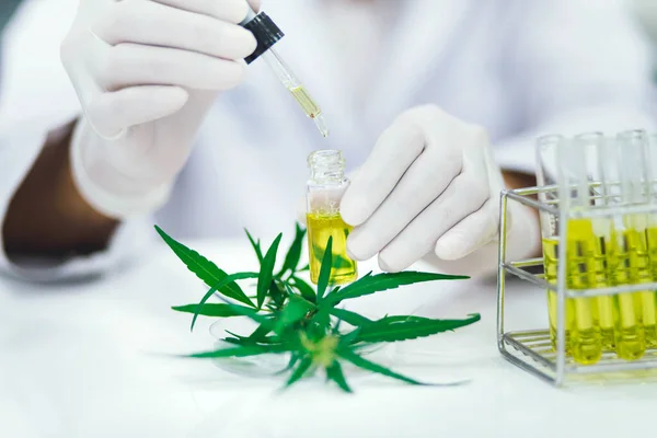 scientist in laboratory testing cbd oil extracted from a marijuana plant.  Healthcare pharmacy from medical cannabis.