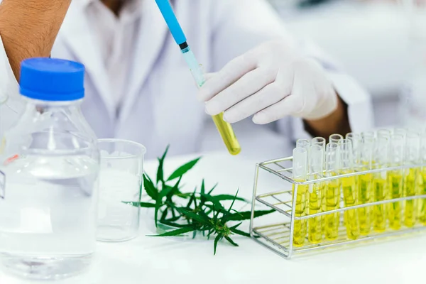 scientist in laboratory testing cbd oil extracted from a marijuana plant. Healthcare pharmacy from medical cannabis.