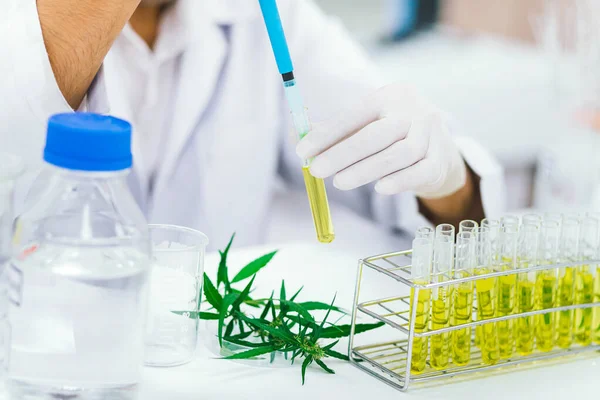 Científico Pruebas Laboratorio Aceite Cbd Extraído Una Planta Marihuana Farmacia Imágenes De Stock Sin Royalties Gratis