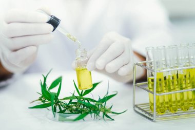 Laboratuvardaki bilim adamı bir marihuana bitkisinden çıkarılan cbd yağını test ediyor. Tıbbi esrar kaynaklı sağlık eczanesi.