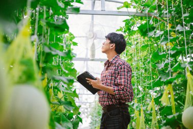 Çiftçi, plastik evdeki kavunun kalitesini kontrol ediyor. 