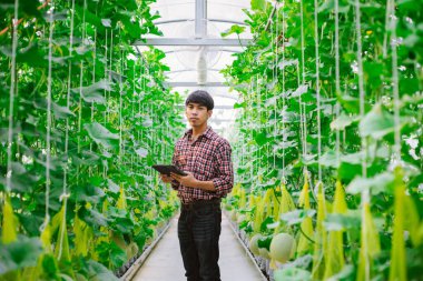 Çiftçi, plastik evdeki kavunun kalitesini kontrol ediyor. 