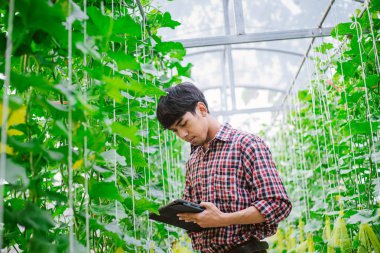 Çiftçi, plastik evdeki kavunun kalitesini kontrol ediyor. 