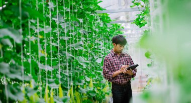 Çiftçi, plastik evdeki kavunun kalitesini kontrol ediyor. 