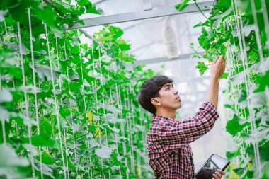 Çiftçi, plastik evdeki kavunun kalitesini kontrol ediyor. 
