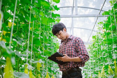 Çiftçi, plastik evdeki kavunun kalitesini kontrol ediyor. 