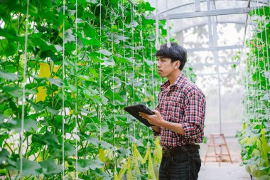 Çiftçi, plastik evdeki kavunun kalitesini kontrol ediyor. 