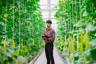 Çiftçi, plastik evdeki kavunun kalitesini kontrol ediyor. 