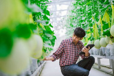 Çiftçi, plastik evdeki kavunun kalitesini kontrol ediyor. 