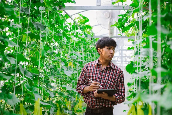 Çiftçi, plastik evdeki kavunun kalitesini kontrol ediyor. 