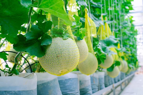 Melón Fresco Árbol Una Granja Plástico Apoyada Por Redes Melón — Foto de Stock