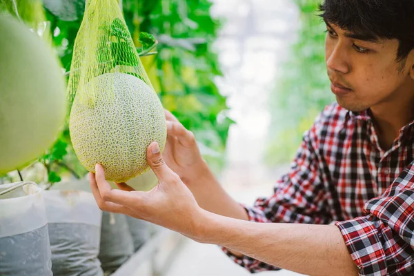 Granjero Sosteniendo Melón Granja Melón Una Casa Plástico — Foto de Stock