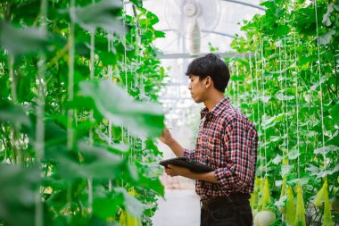 Çiftçi, plastik evdeki kavunun kalitesini kontrol ediyor. 