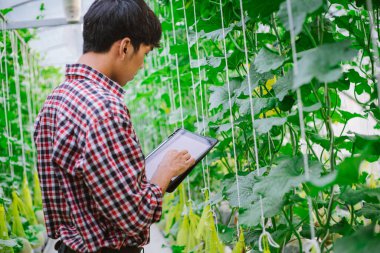 Çiftçi, plastik evdeki kavunun kalitesini kontrol ediyor. 