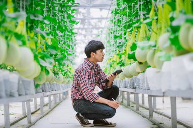 Çiftçi, plastik evdeki kavunun kalitesini kontrol ediyor. 