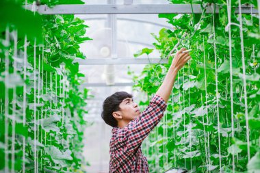 Çiftçi, plastik evdeki kavunun kalitesini kontrol ediyor. 