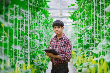 Çiftçi, plastik evdeki kavunun kalitesini kontrol ediyor. 