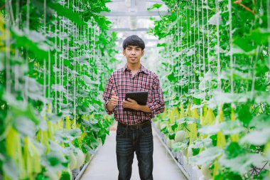 Çiftçi, plastik evdeki kavunun kalitesini kontrol ediyor. 