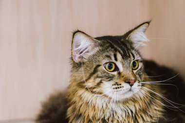 Kapalı siyah kahverengi Maine Rakun kedi yavrusu yerde yatıyor.