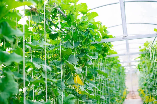 Melón Fresco Árbol Una Granja Plástico Apoyada Por Redes Melón — Foto de Stock