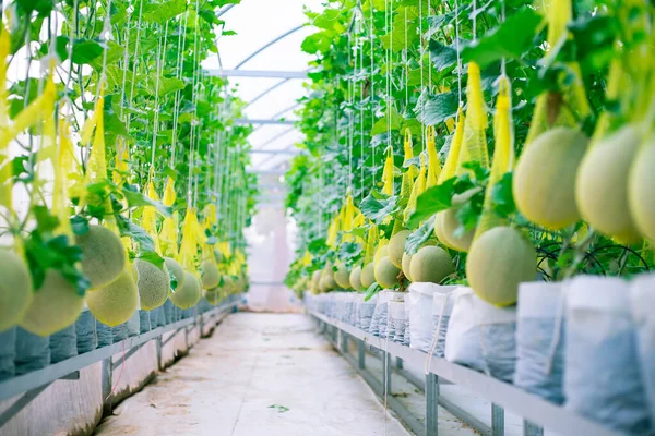 Melón Fresco Árbol Una Granja Plástico Apoyada Por Redes Melón — Foto de Stock