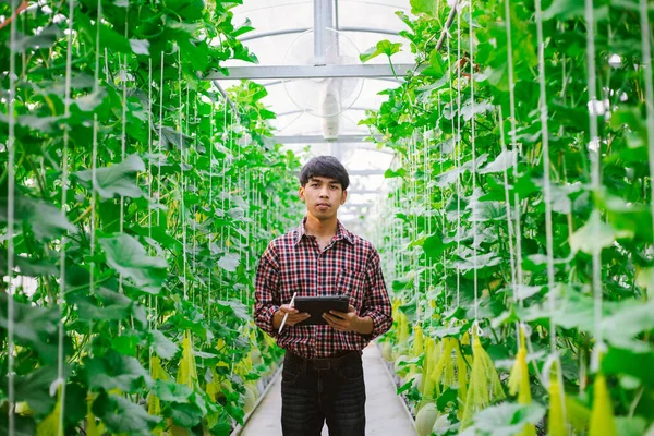 Agricultor Está Comprobando Calidad Del Melón Granja Melones Una Casa — Foto de Stock