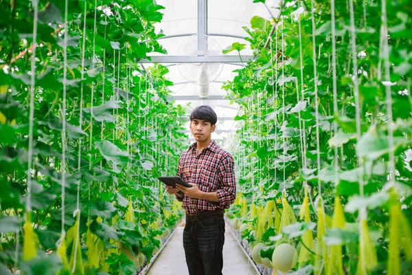 Agricultor Está Comprobando Calidad Del Melón Granja Melones Una Casa — Foto de Stock