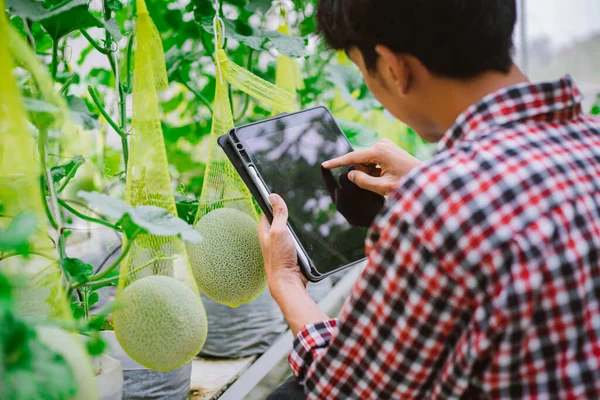 Agricultor Está Comprobando Calidad Del Melón Granja Melones Una Casa — Foto de Stock