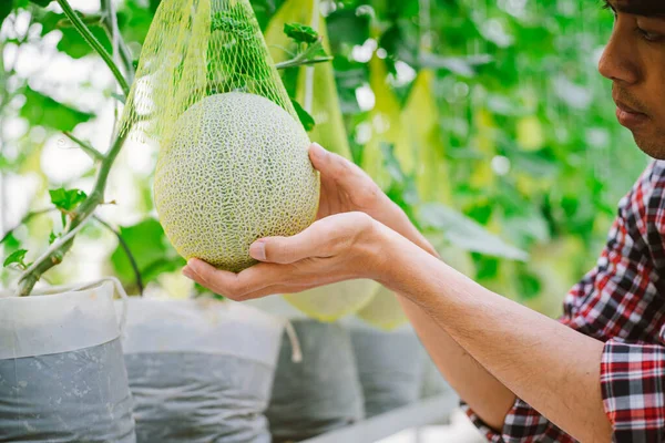 Granjero Sosteniendo Melón Granja Melón Una Casa Plástico — Foto de Stock