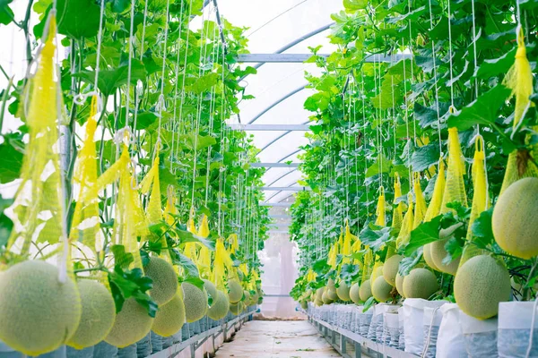 Melón Fresco Árbol Una Granja Plástico Apoyada Por Redes Melón — Foto de Stock