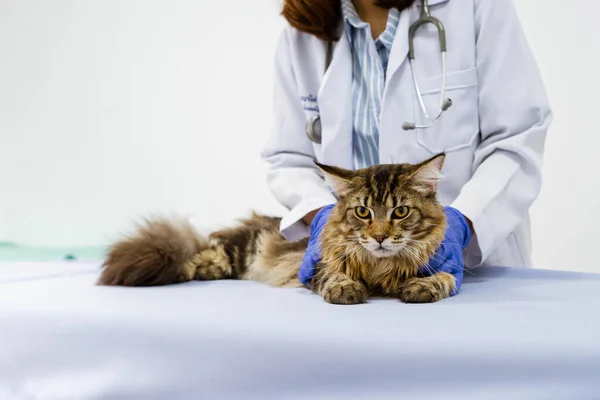 Young women veterinarian examining cat on table in veterinary clinic