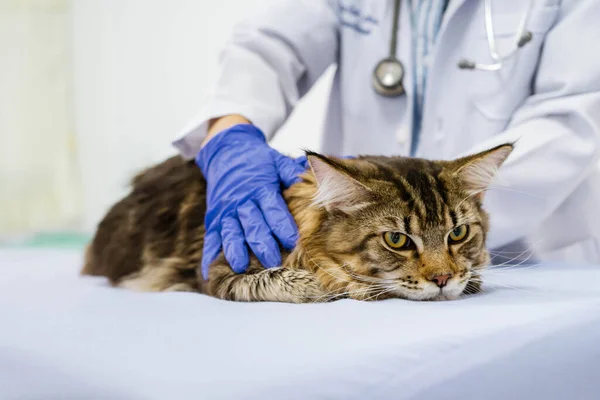 Young Women Veterinarian Examining Cat Table Veterinary Clinic — Stock Photo, Image