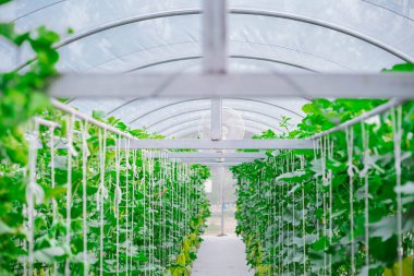 Karpuz ağlarıyla desteklenen plastik bir çiftlikteki ağaçtaki taze kavun.