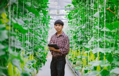 Çiftçi, plastik evdeki kavunun kalitesini kontrol ediyor. 