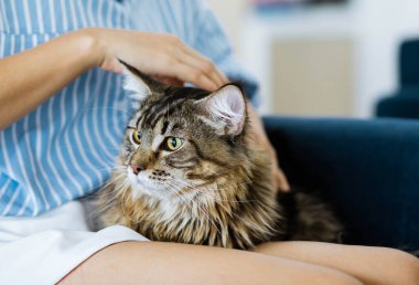 Evdeki kanepede dinlenen ve güzel uzun saçlı Maine Rakun kedisine sarılan bir kadın.