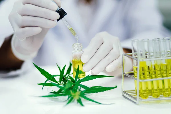 scientist in laboratory testing CBD oil extracted from a marijuana plant. Healthcare pharmacy from medical cannabis.