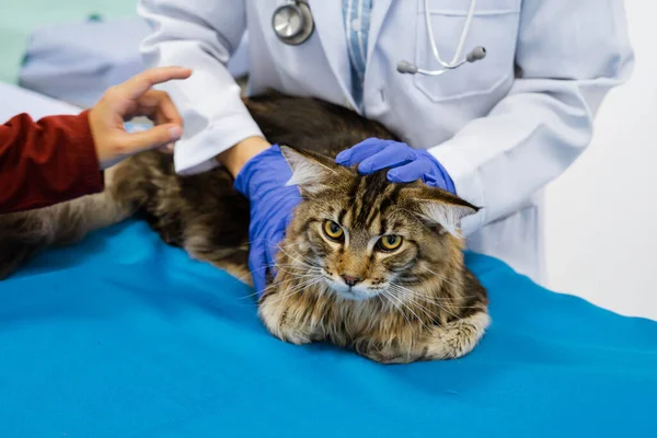 Young women veterinarian examining cat on table in veterinary clinic